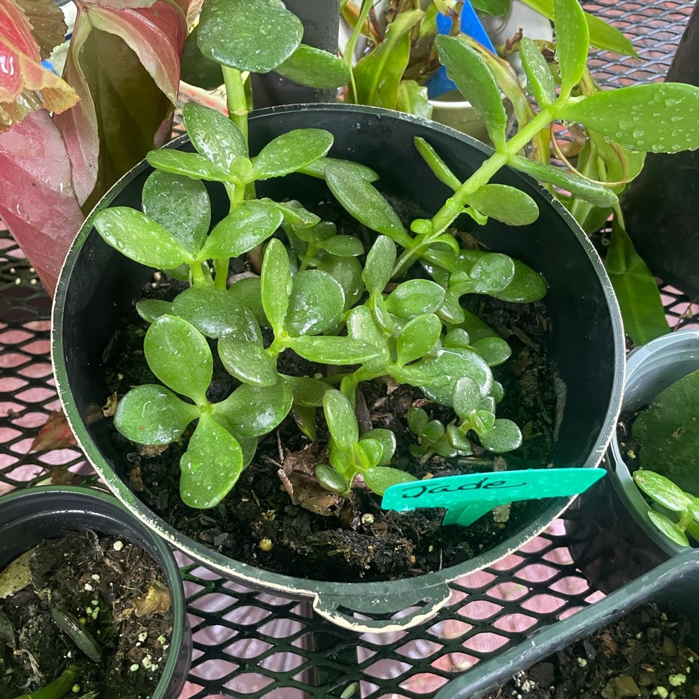 Jade Plants - Gorgeous and Healthy